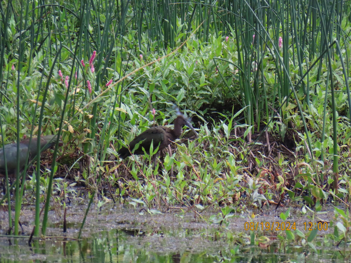 White-faced Ibis - ML622725236