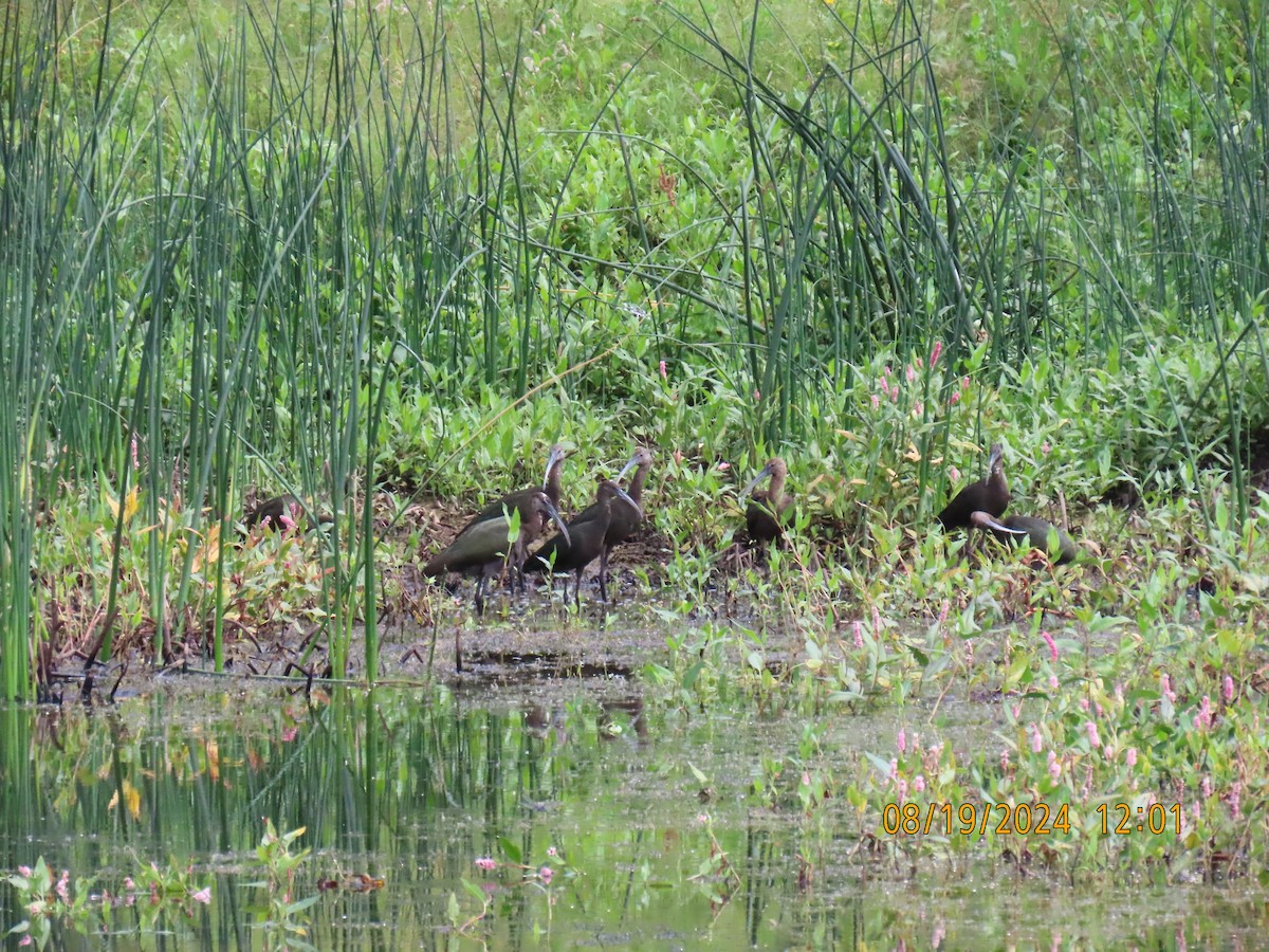 White-faced Ibis - ML622725237