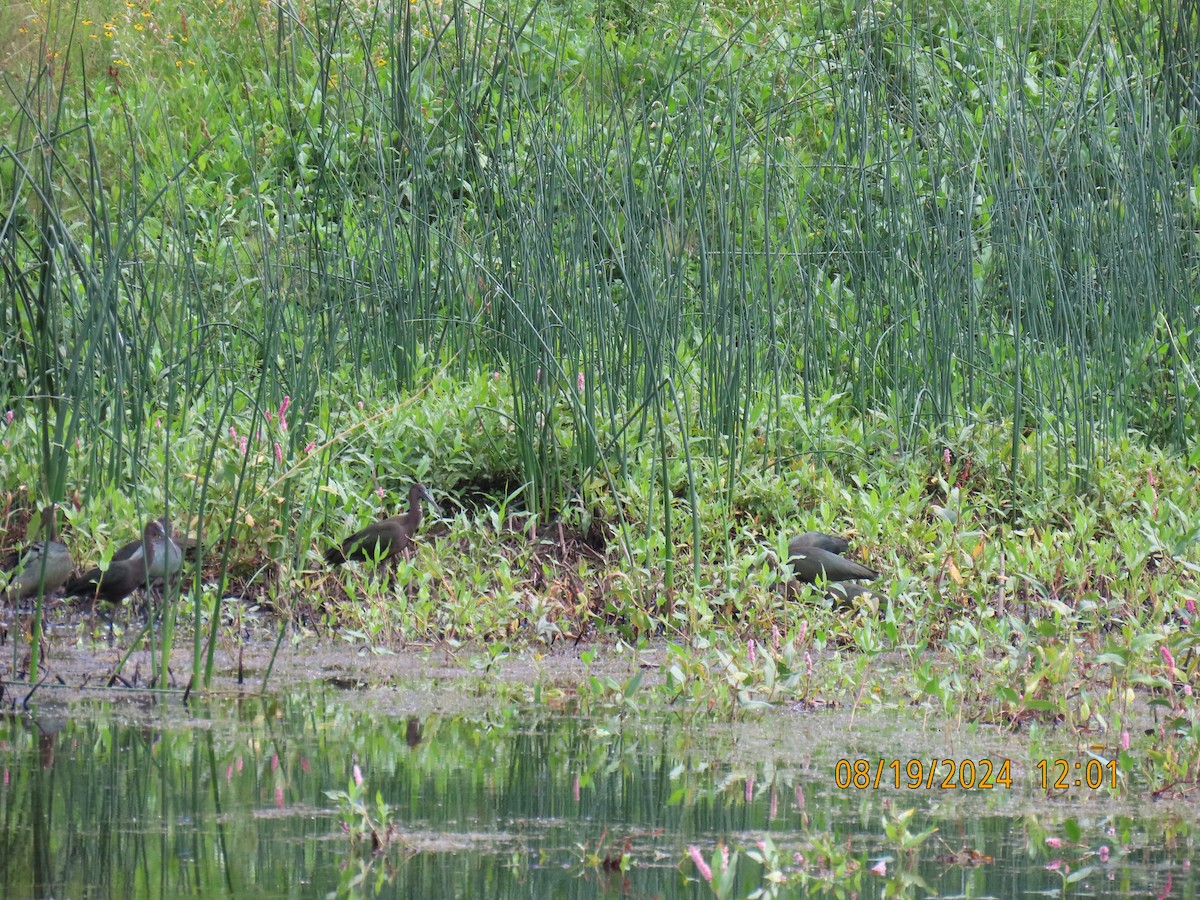 White-faced Ibis - ML622725238