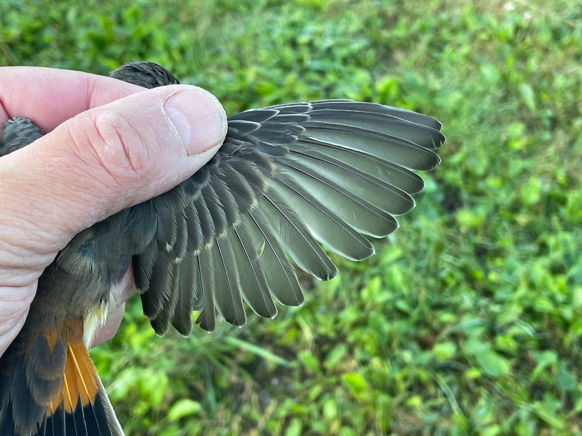 Bluethroat (Red-spotted) - Éric Francois Roualet