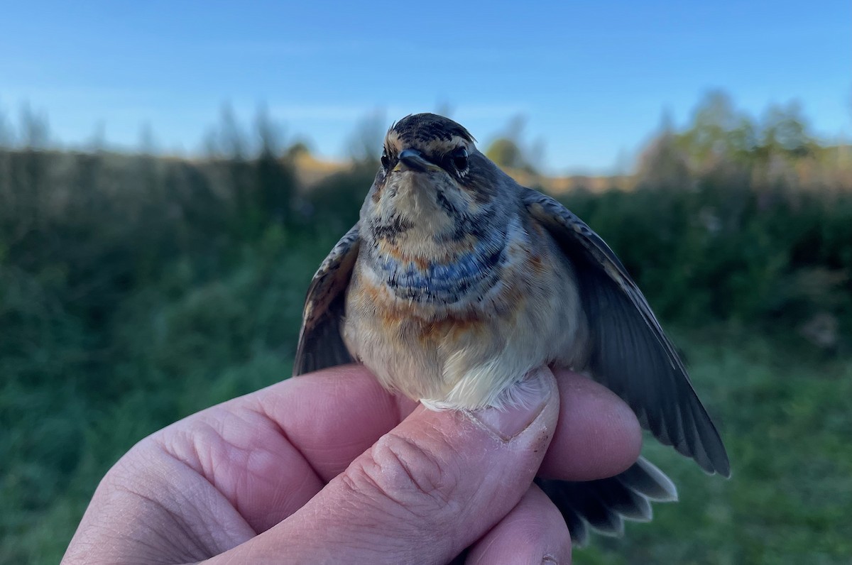 Bluethroat (Red-spotted) - ML622725246