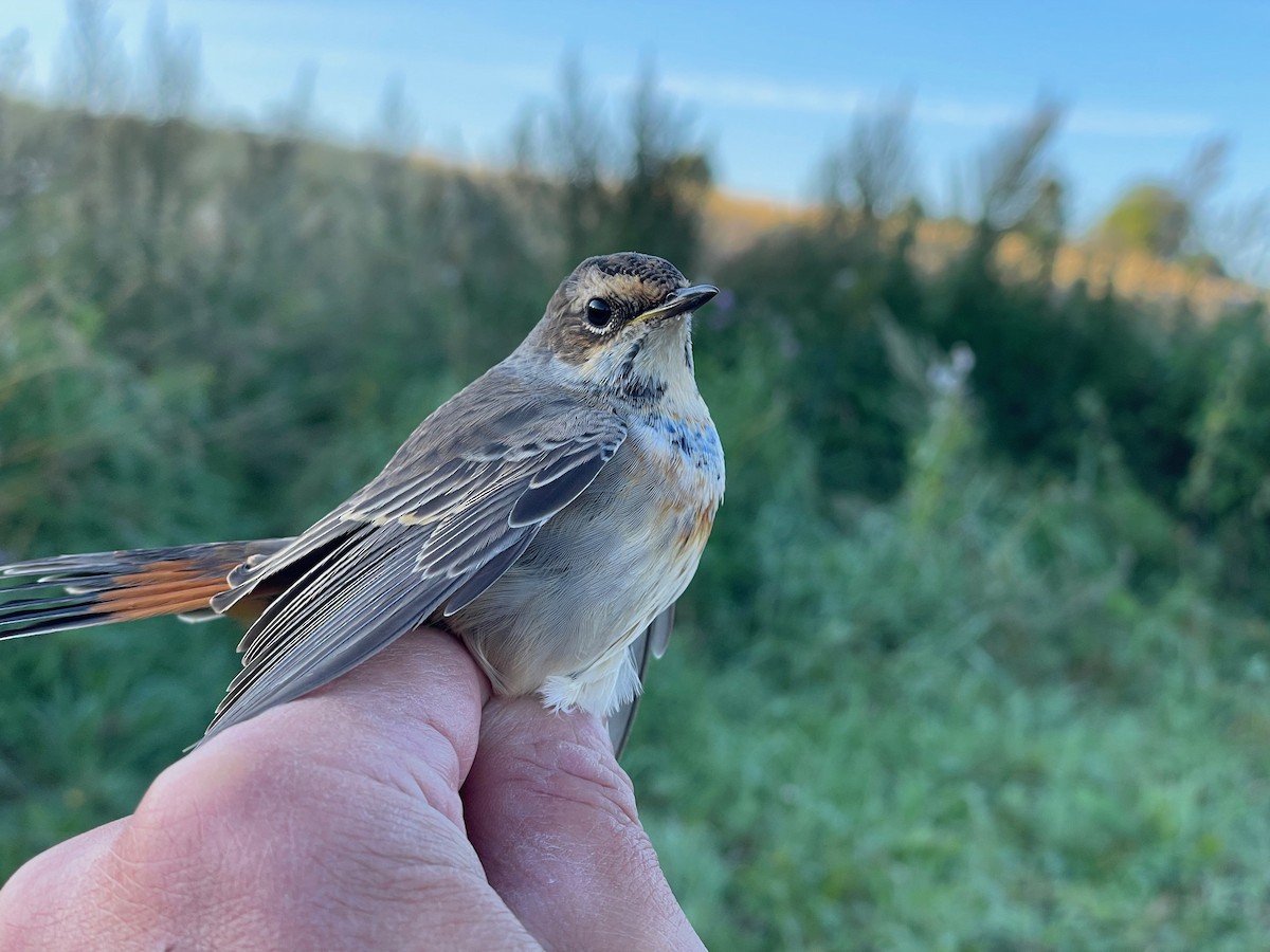 Bluethroat (Red-spotted) - ML622725247