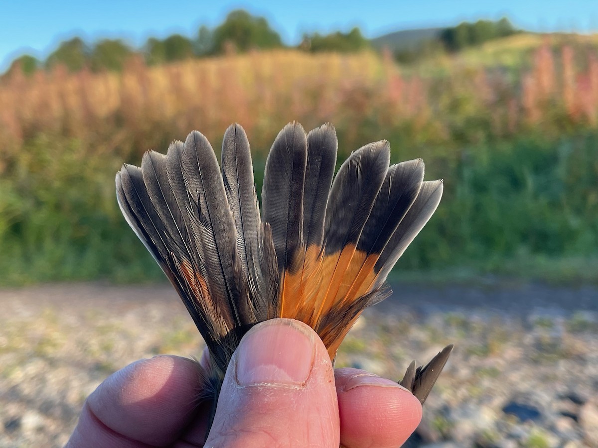 Bluethroat (Red-spotted) - ML622725248