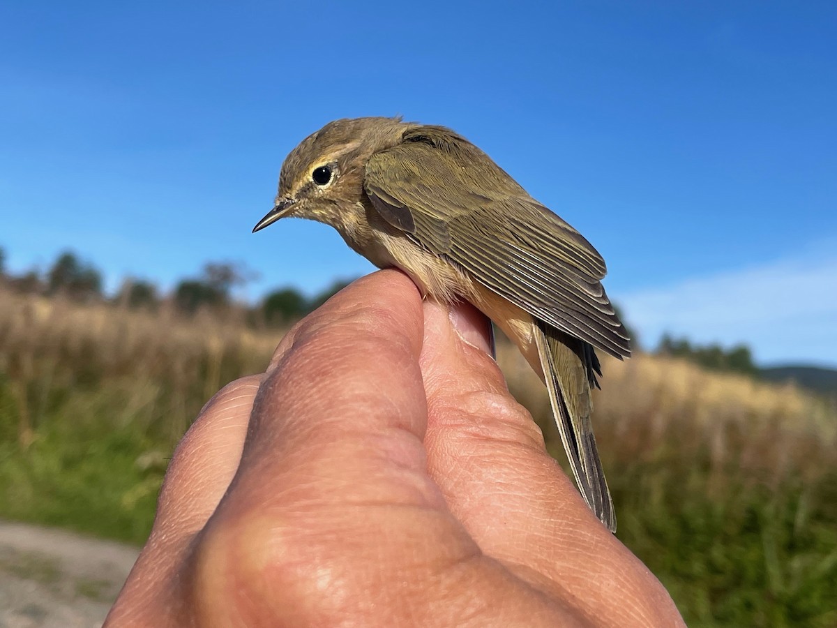 Common Chiffchaff (Common) - ML622725250