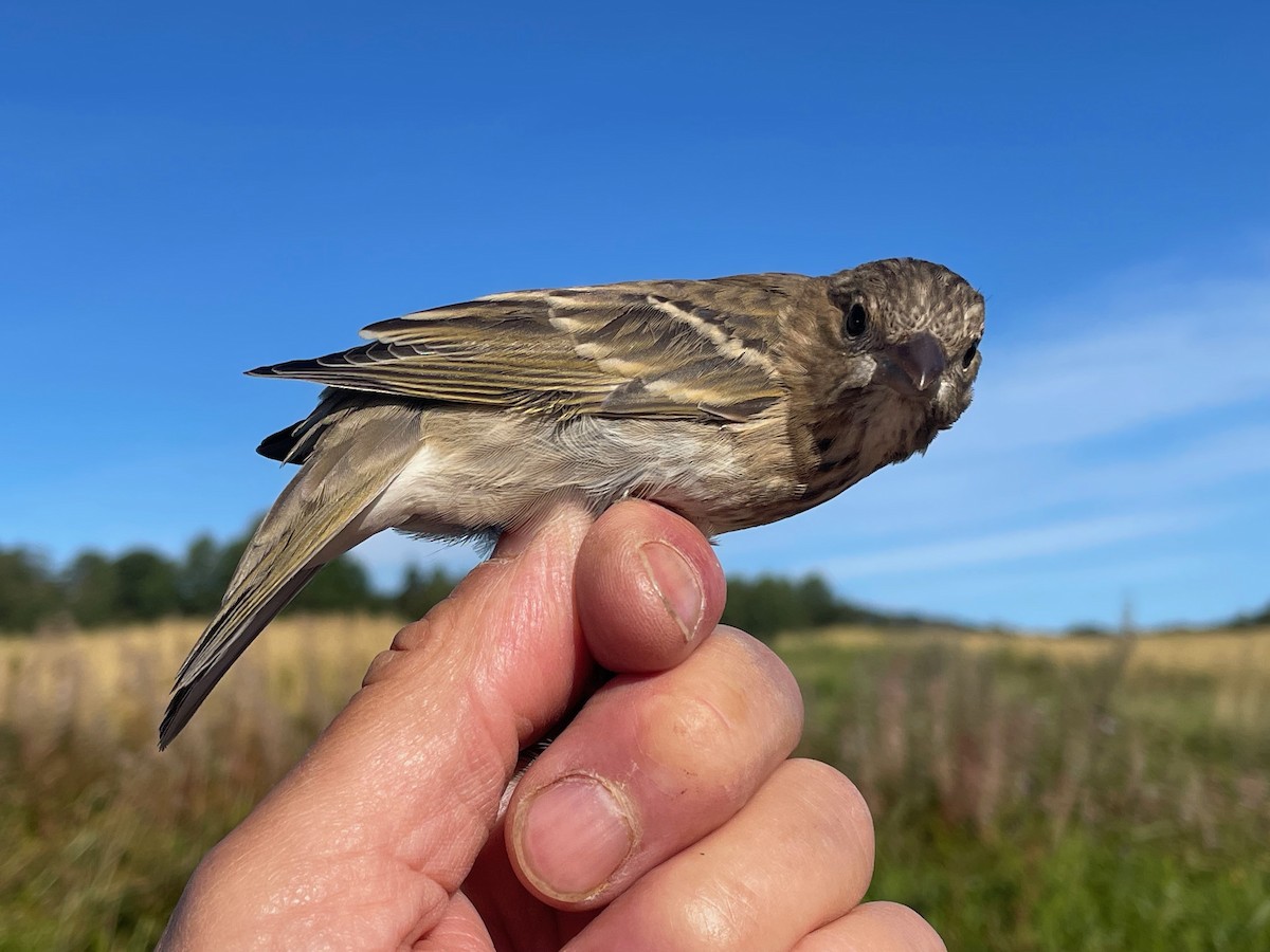 Common Rosefinch - ML622725255