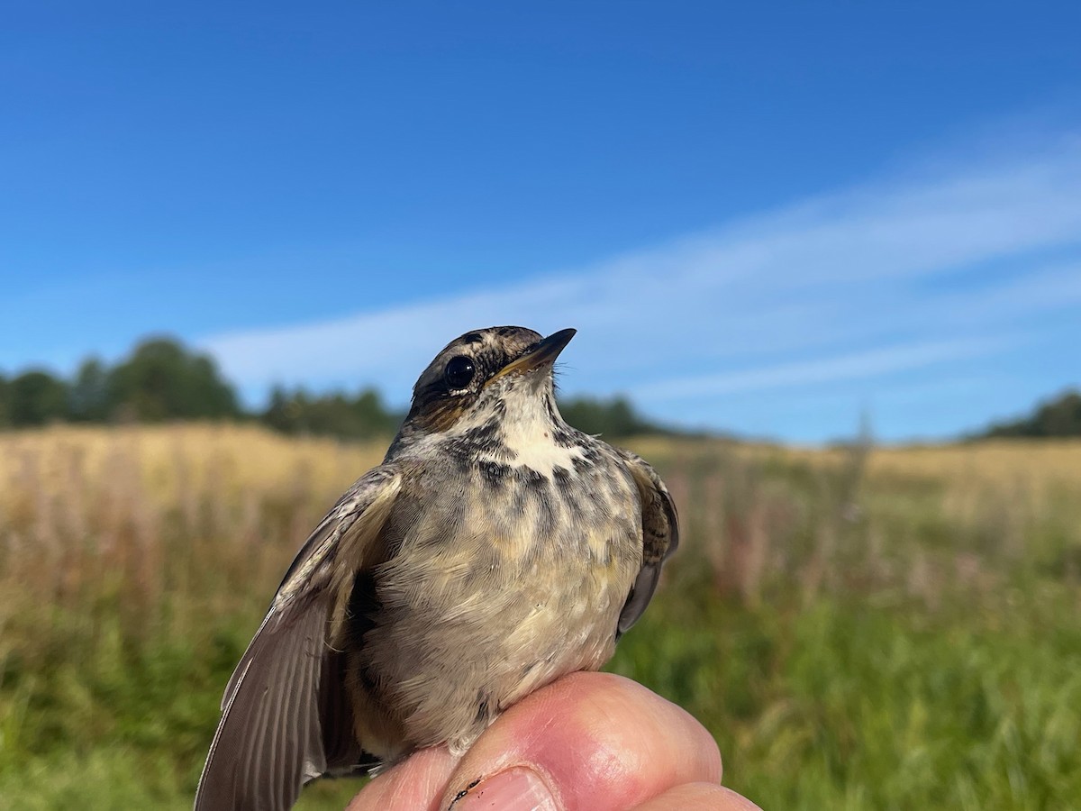 Bluethroat (Red-spotted) - ML622725260