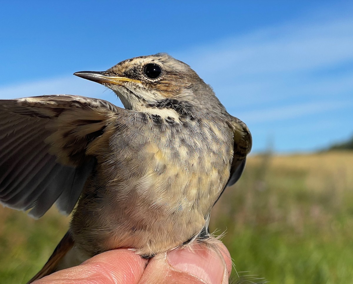 Bluethroat (Red-spotted) - ML622725261