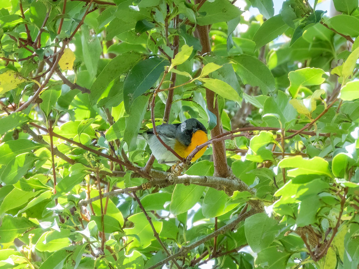 Flame-throated Warbler - ML622725263