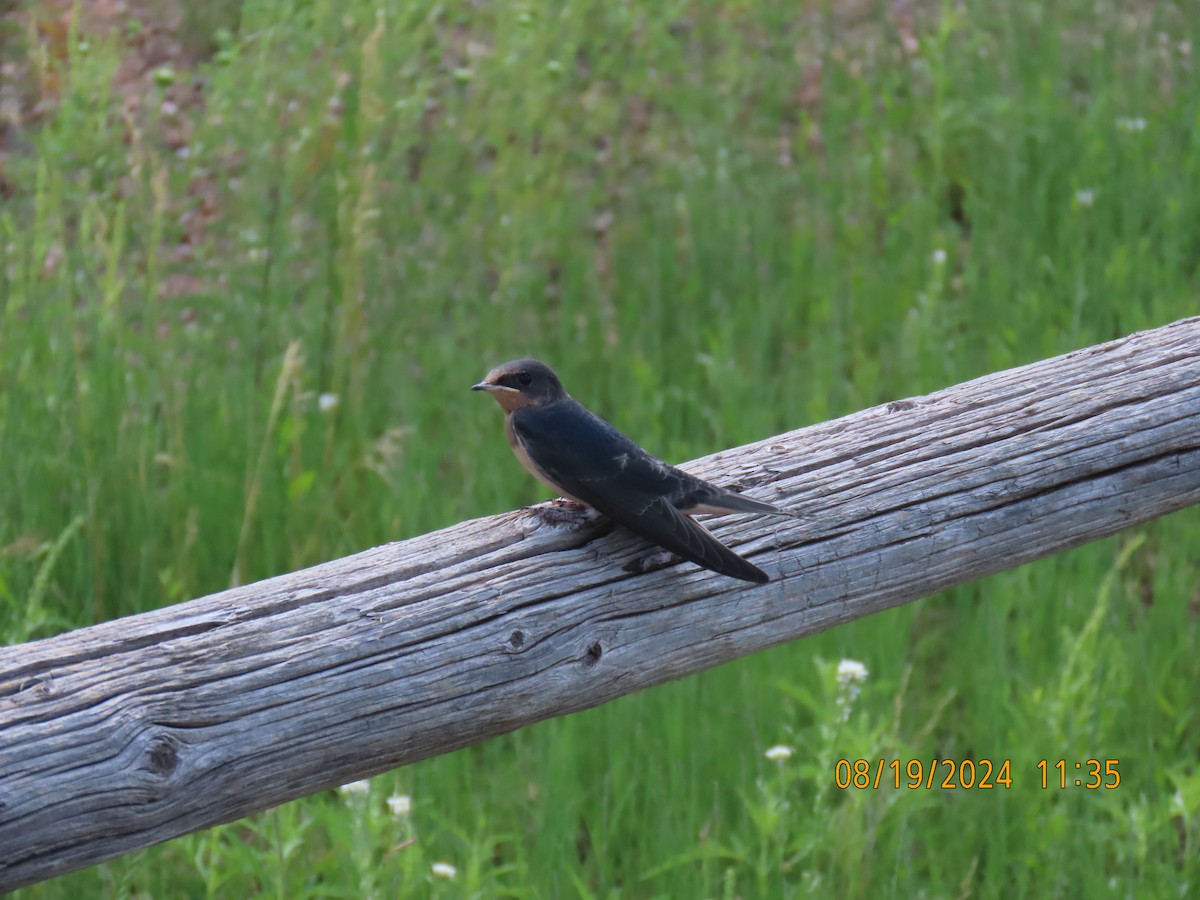 Barn Swallow - ML622725280