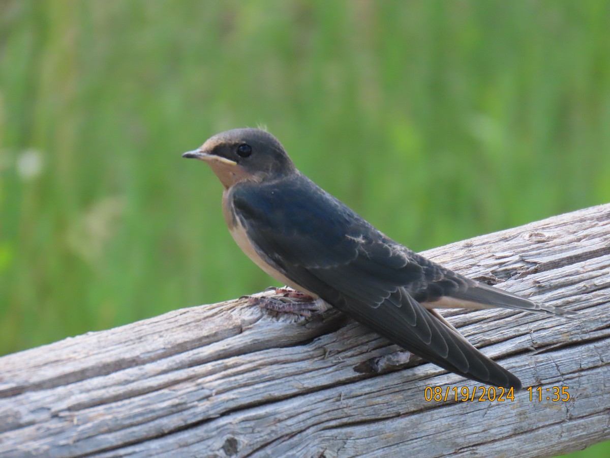 Barn Swallow - ML622725281