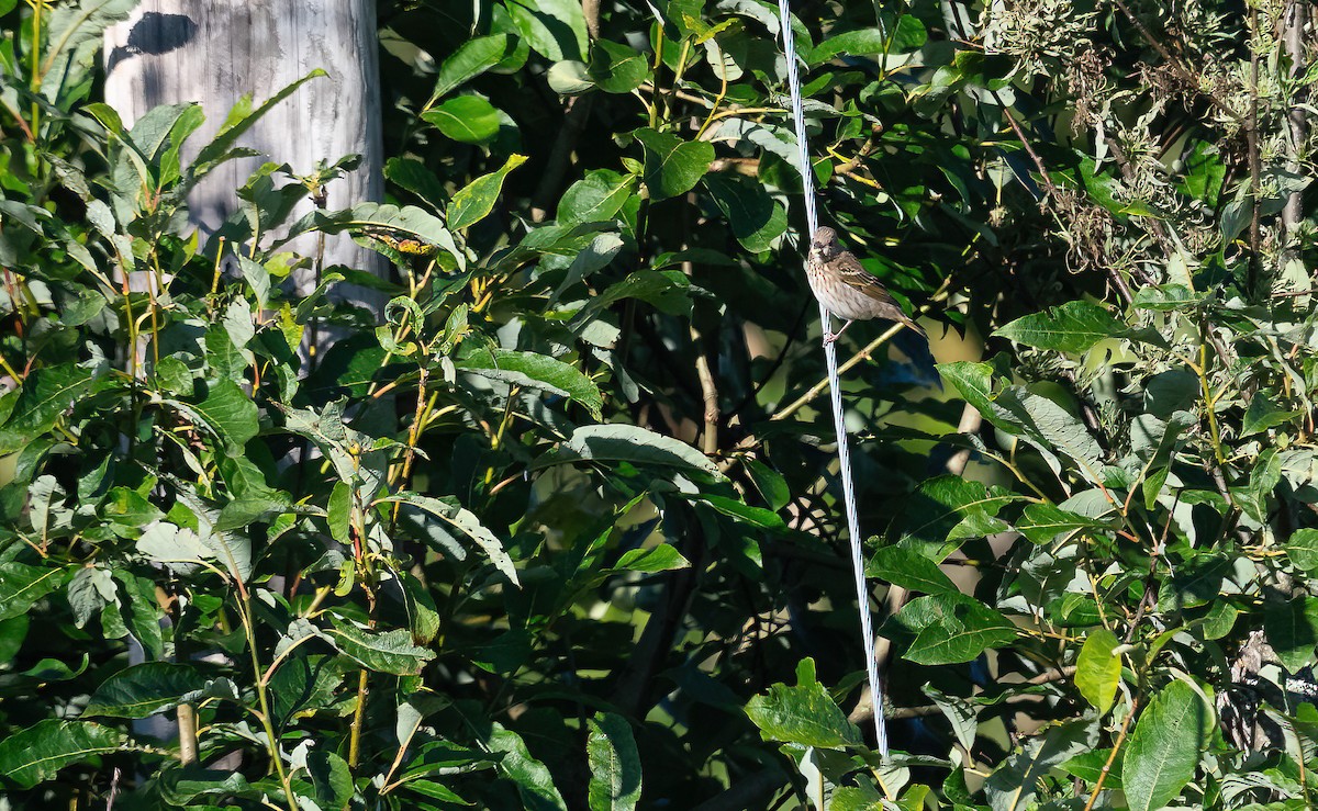 Common Rosefinch - ML622725287