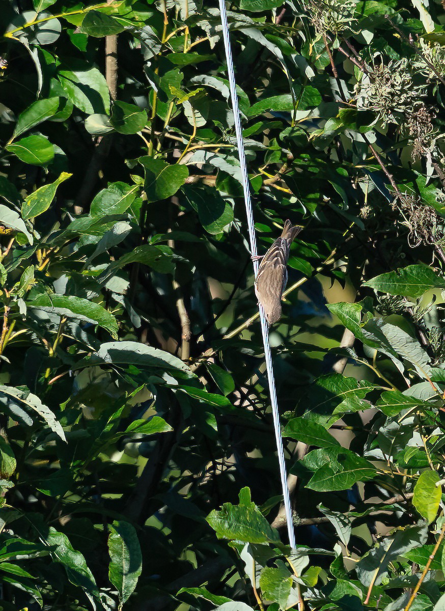 Common Rosefinch - Éric Francois Roualet