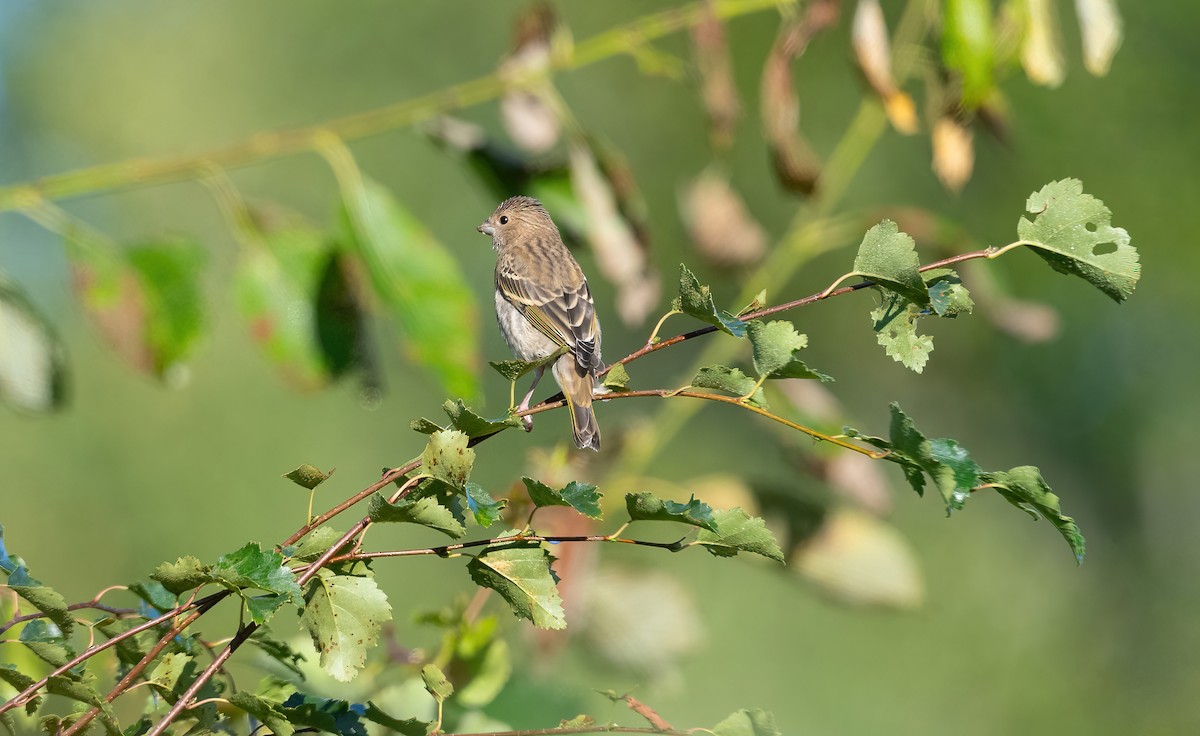 Common Rosefinch - ML622725291