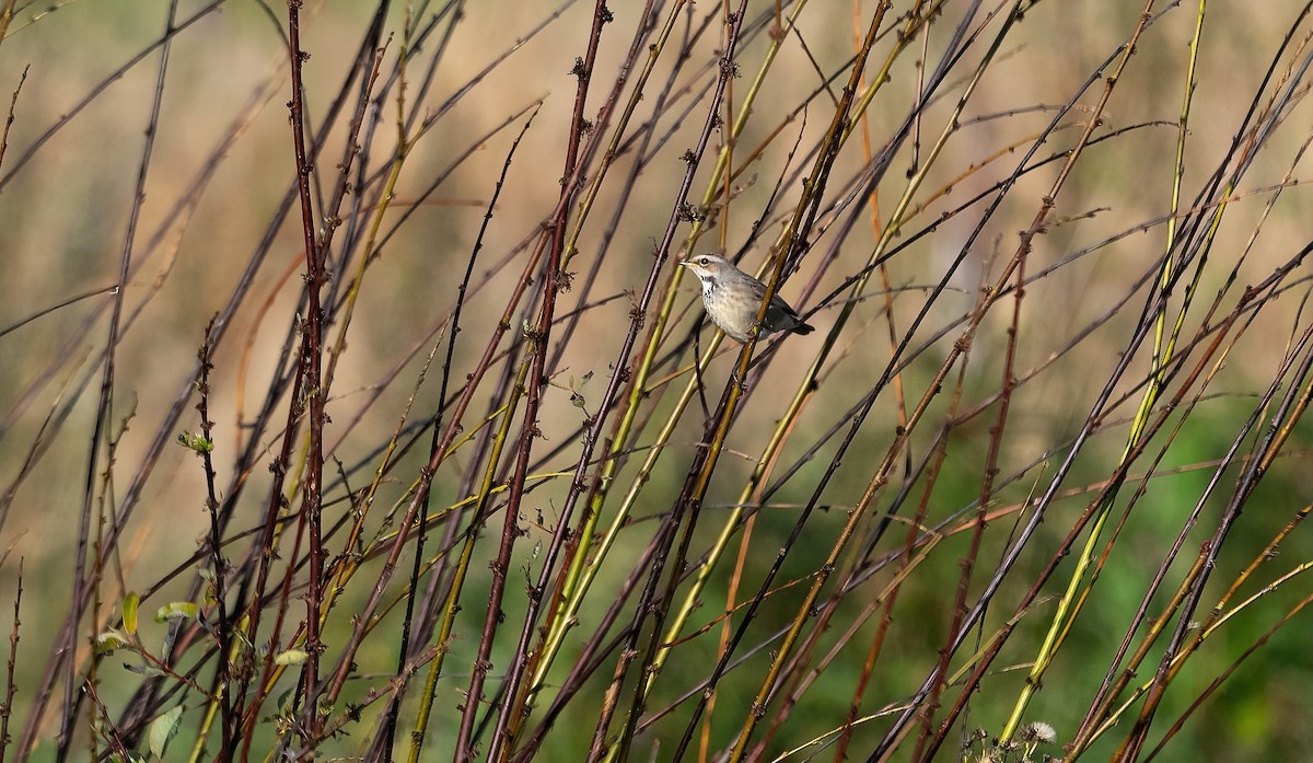 Bluethroat (Red-spotted) - ML622725293