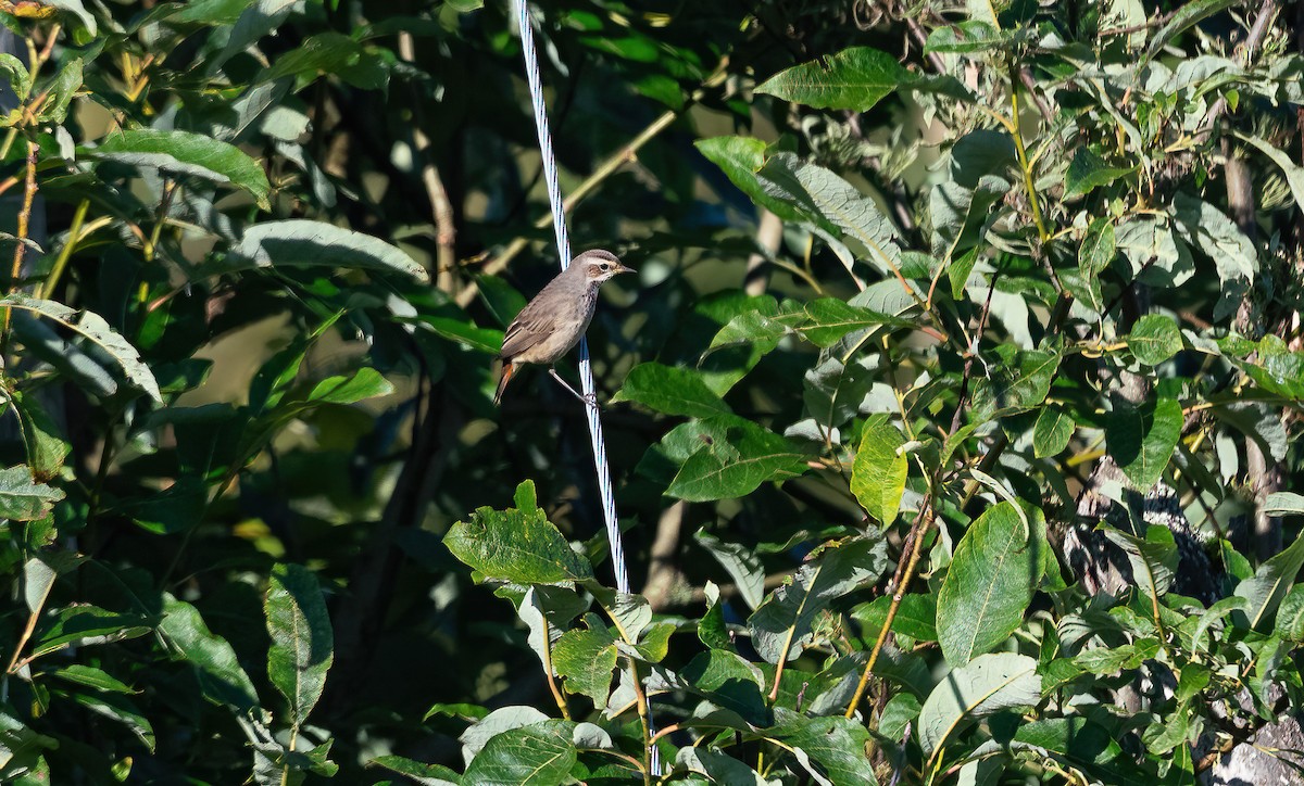 Bluethroat (Red-spotted) - ML622725294