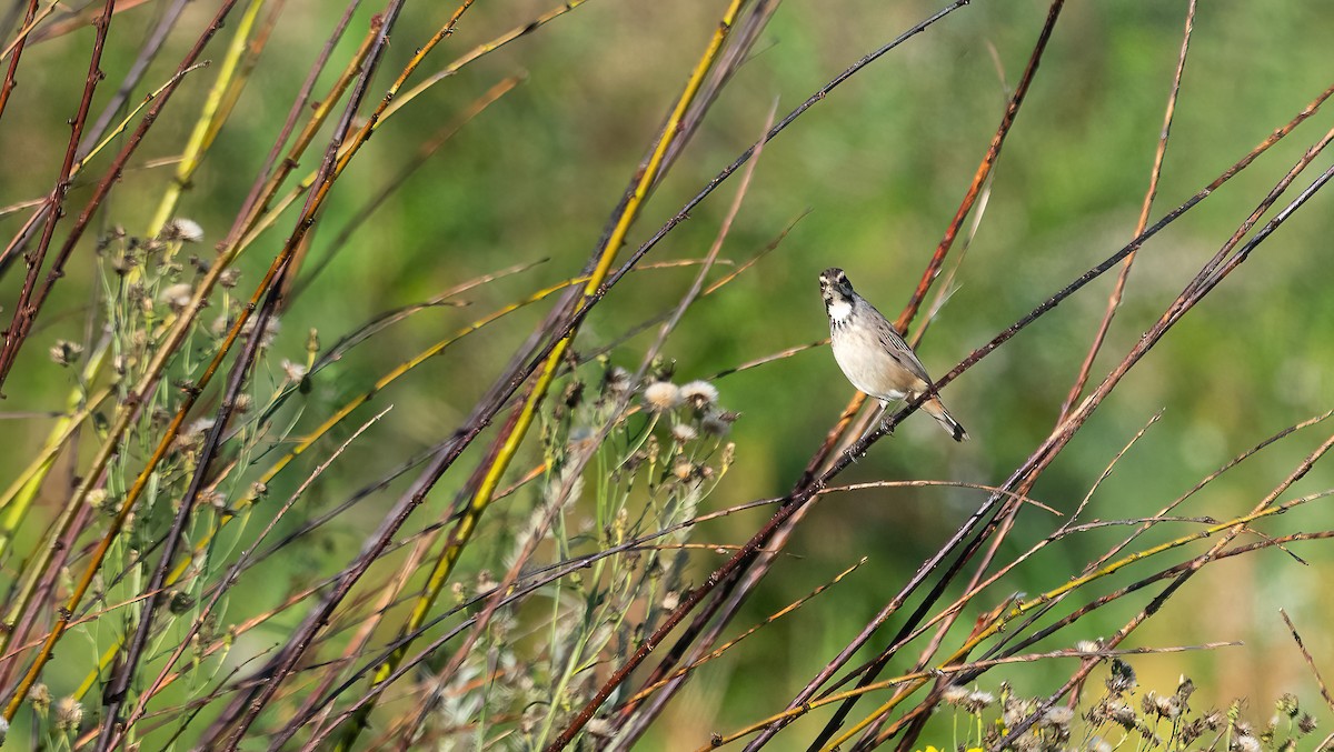 Bluethroat (Red-spotted) - ML622725295