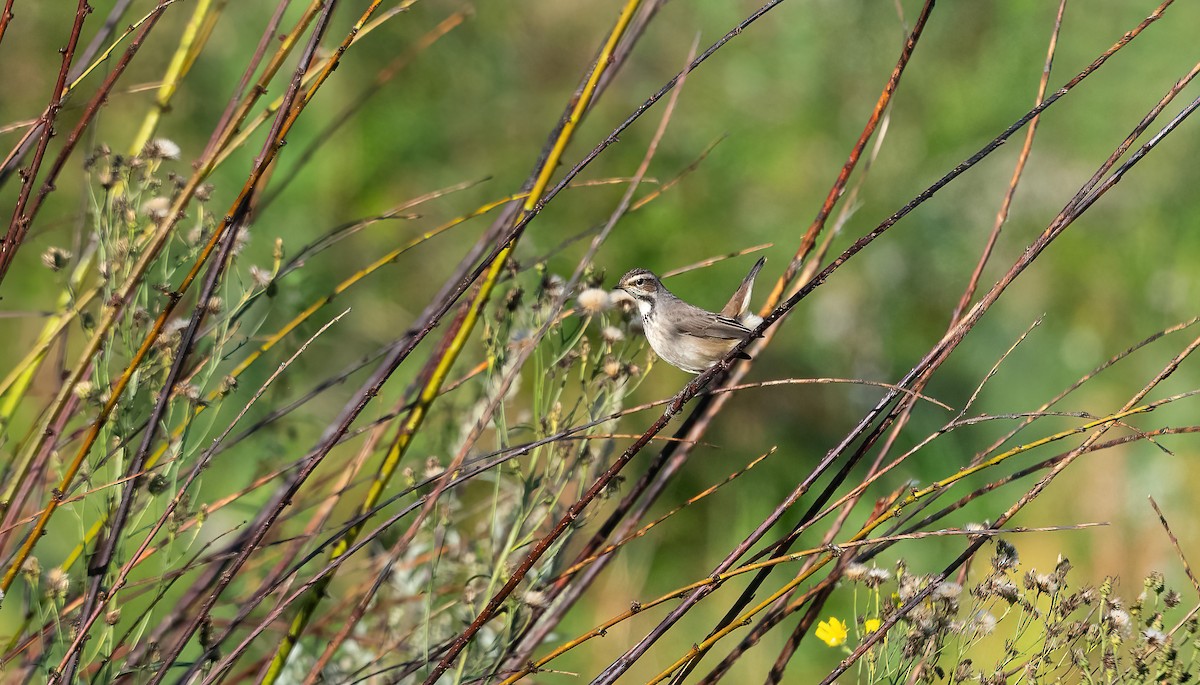 Bluethroat (Red-spotted) - ML622725297