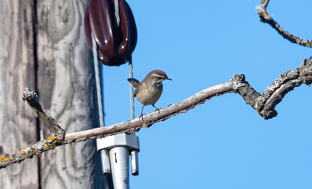 Bluethroat (Red-spotted) - ML622725302