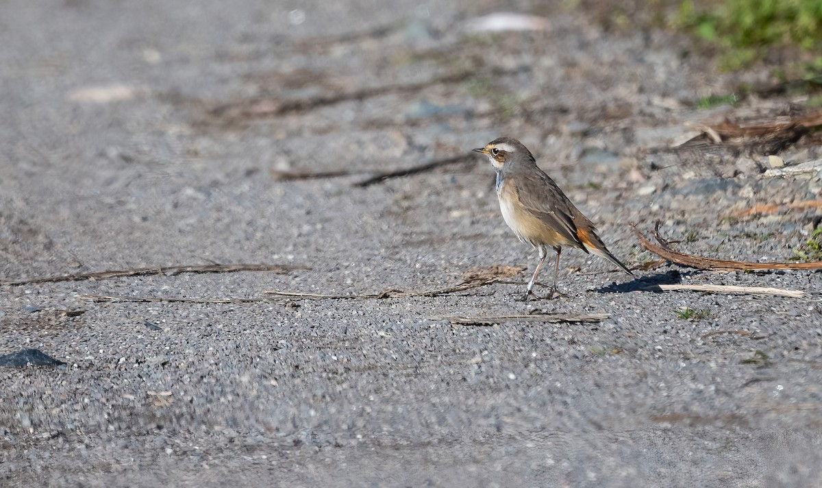 Bluethroat (Red-spotted) - ML622725303