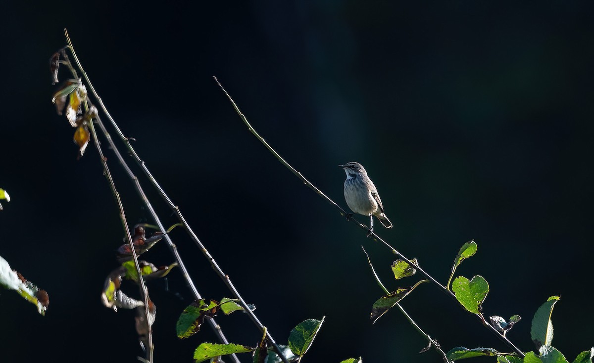 Bluethroat (Red-spotted) - ML622725304