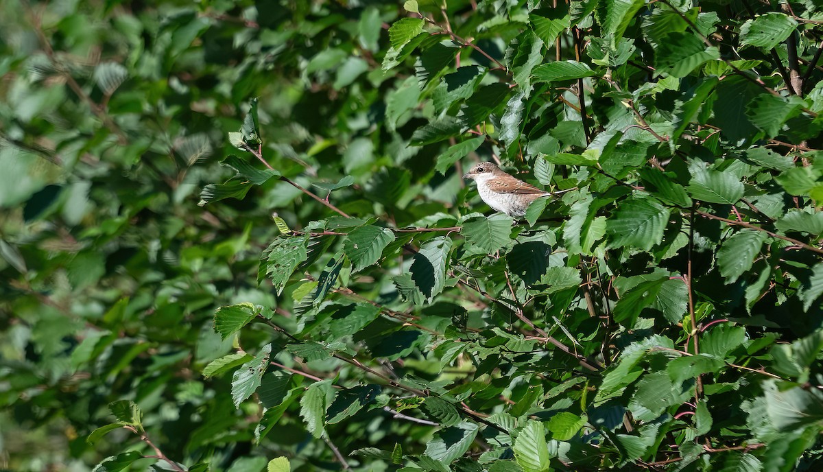 Red-backed Shrike - ML622725306