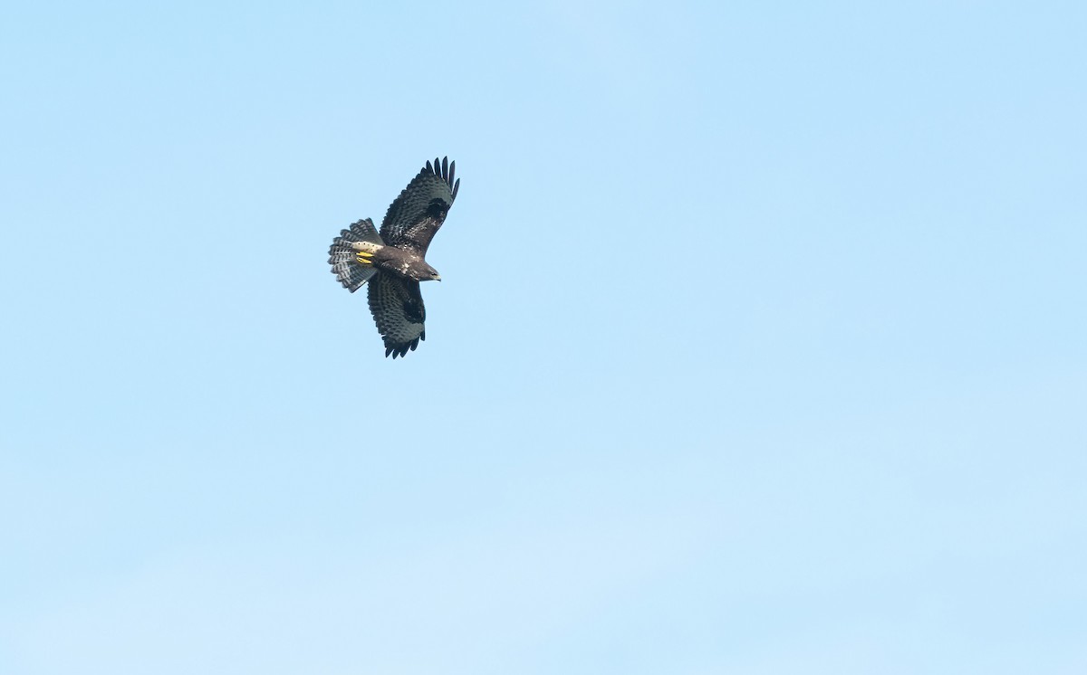 Common Buzzard (Western) - ML622725307