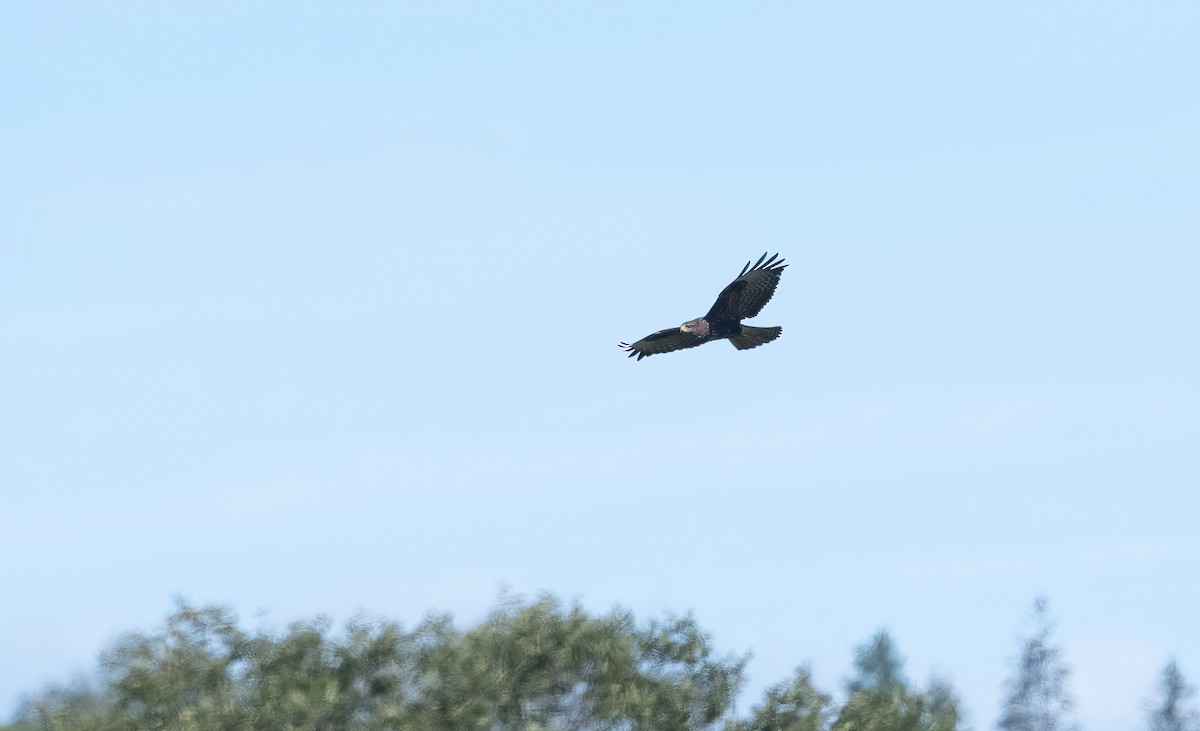 Common Buzzard (Western) - ML622725309