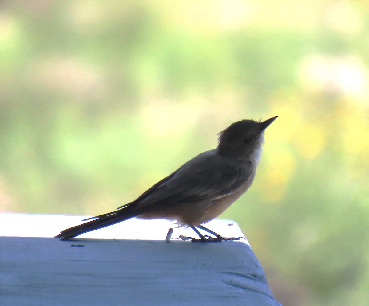 Say's Phoebe - ML622725319