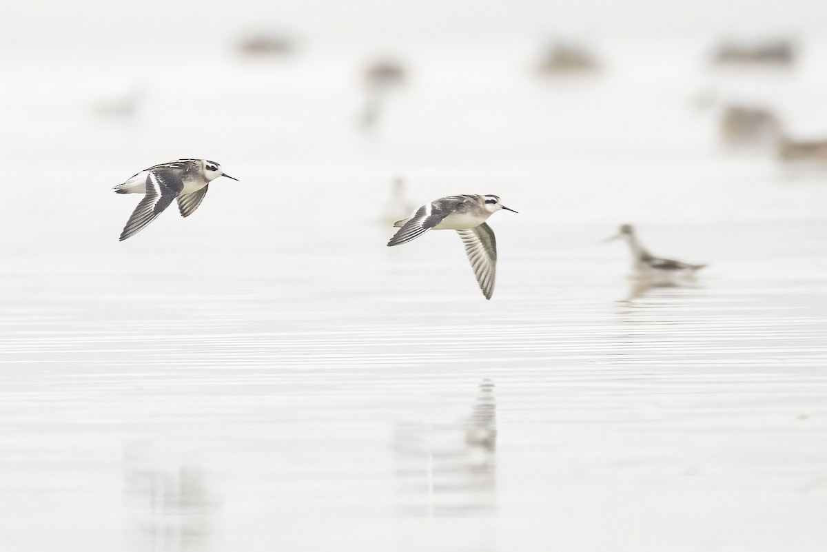 Red-necked Phalarope - Gerald Romanchuk