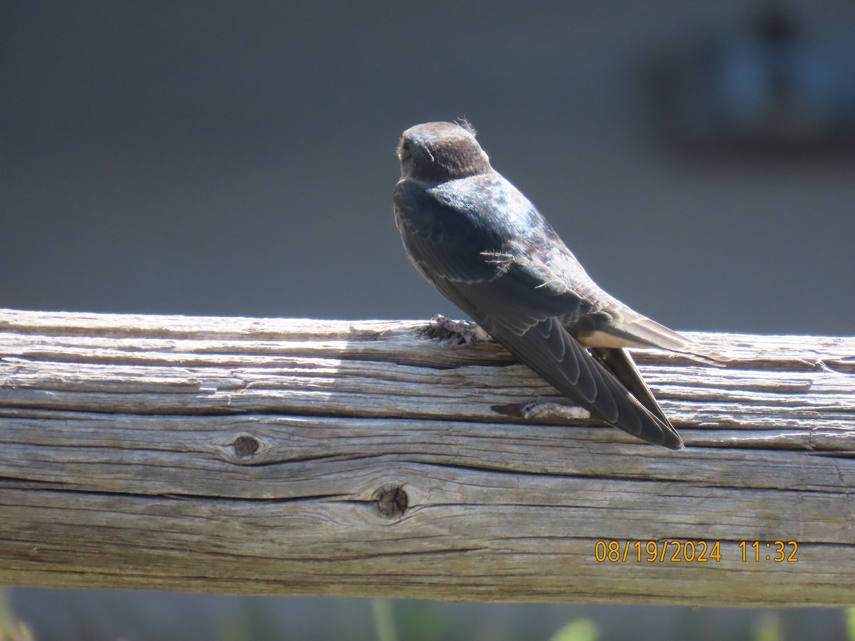 Barn Swallow - ML622725324