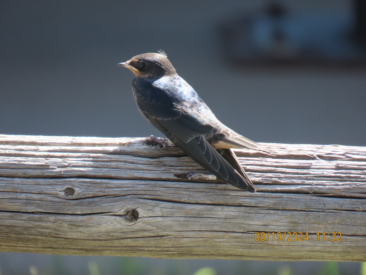 Barn Swallow - ML622725325