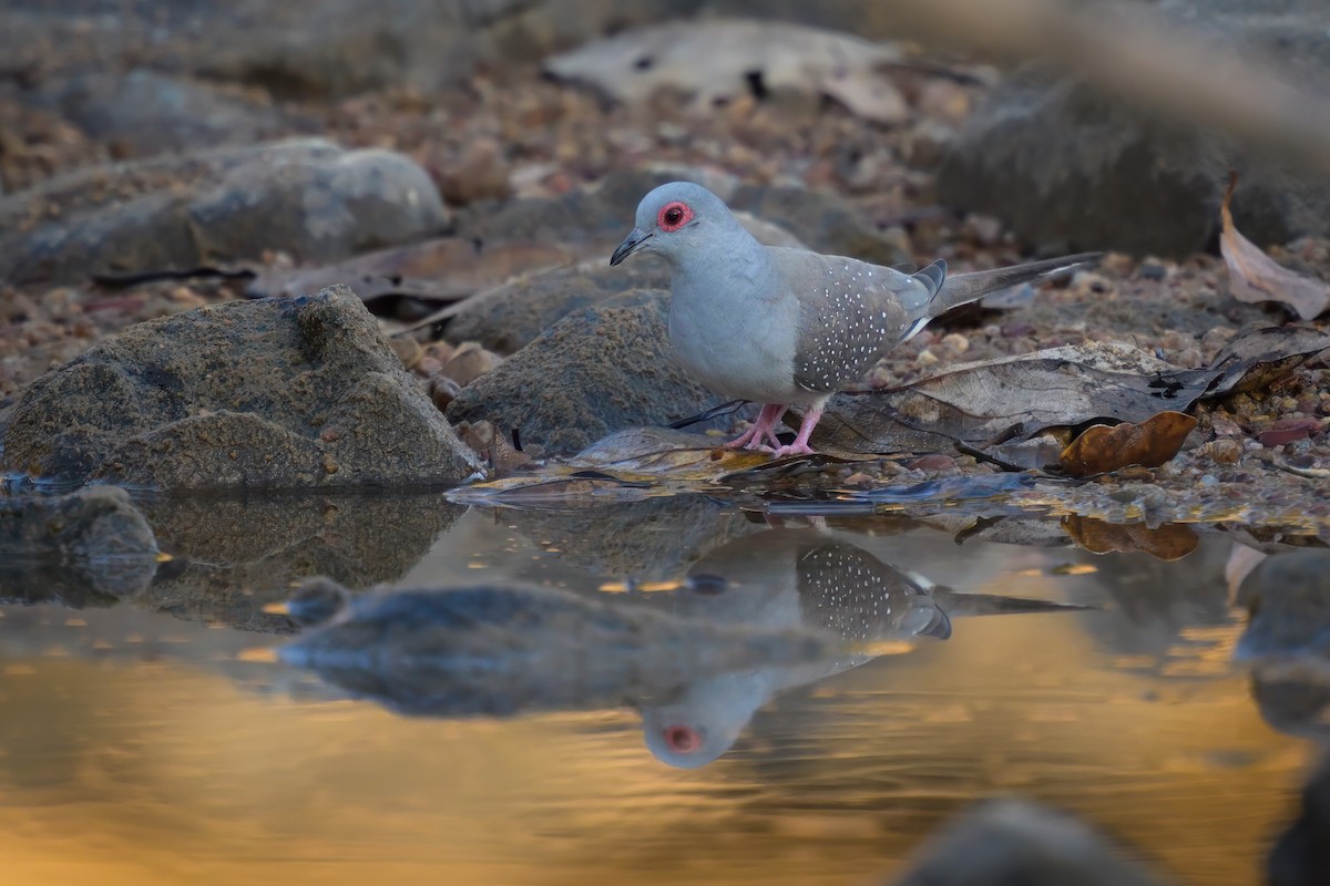 Diamond Dove - ML622725503