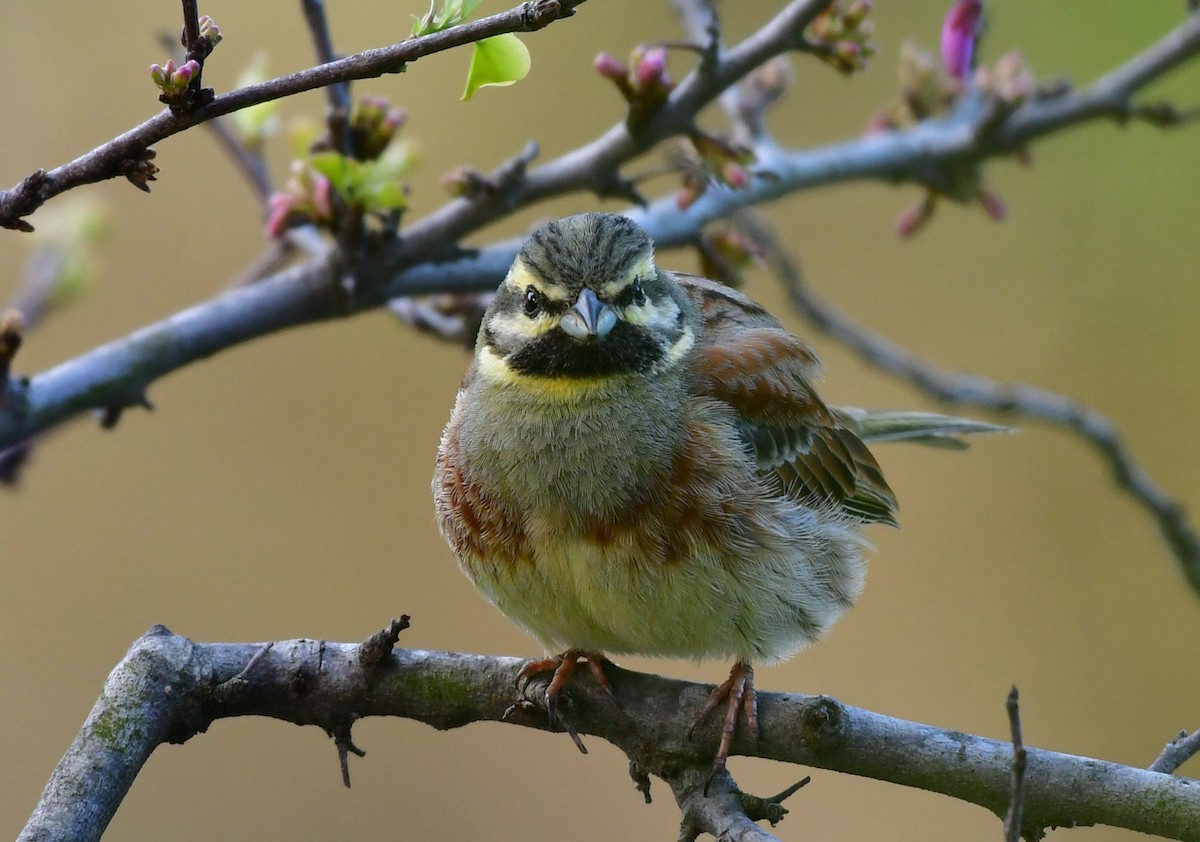 Cirl Bunting - ML622725510