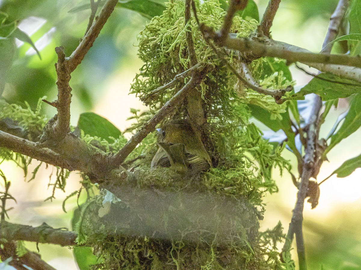 Tufted Flycatcher (Costa Rican) - ML622725523