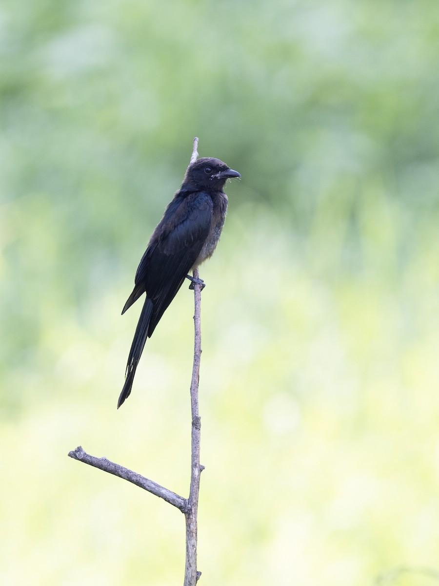 eBird Checklist - 20 Aug 2024 - 沙湖公园 (Shahu Lake Park) - 22 species
