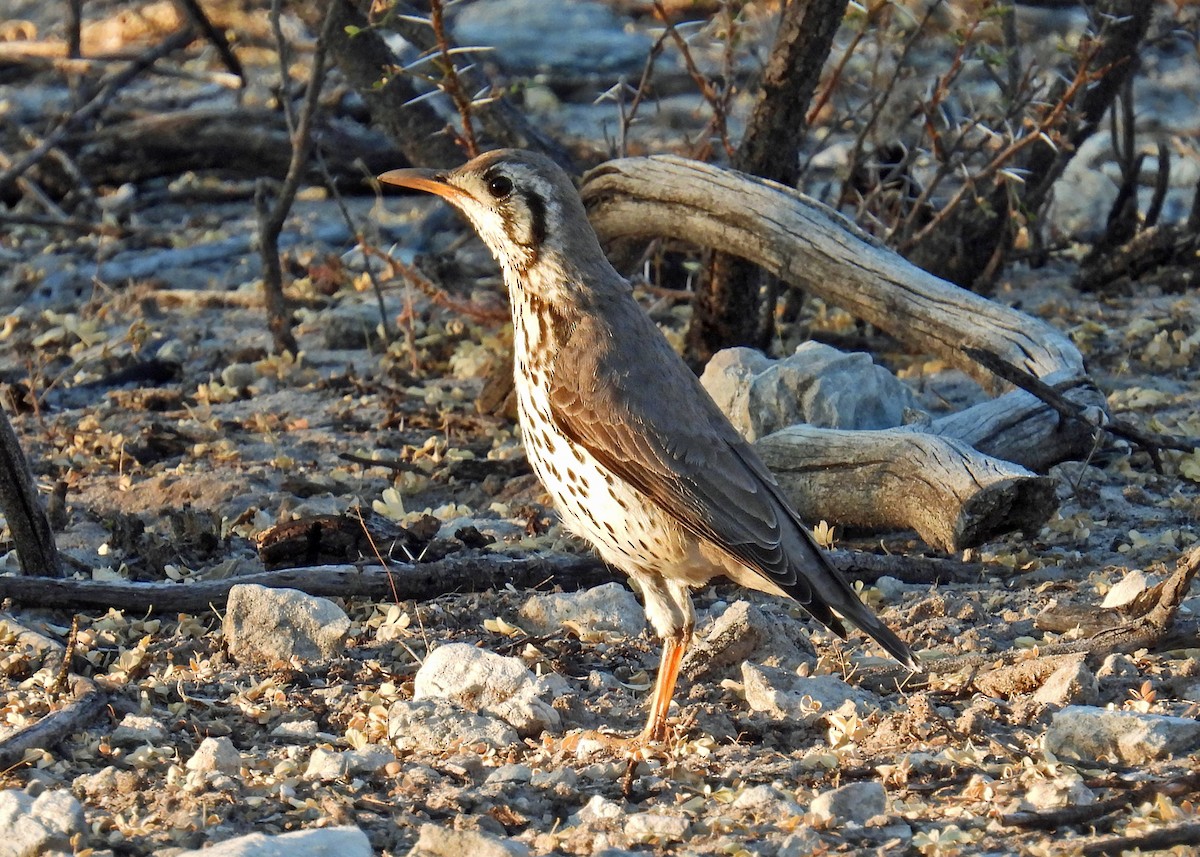 Groundscraper Thrush - ML622725576