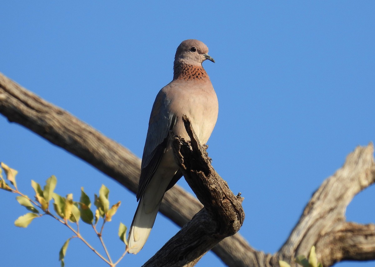 Tórtola Senegalesa - ML622725580