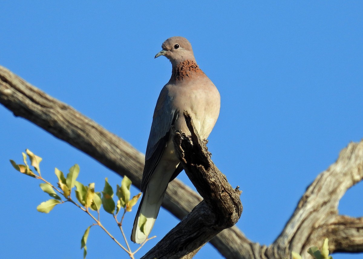 Tórtola Senegalesa - ML622725581