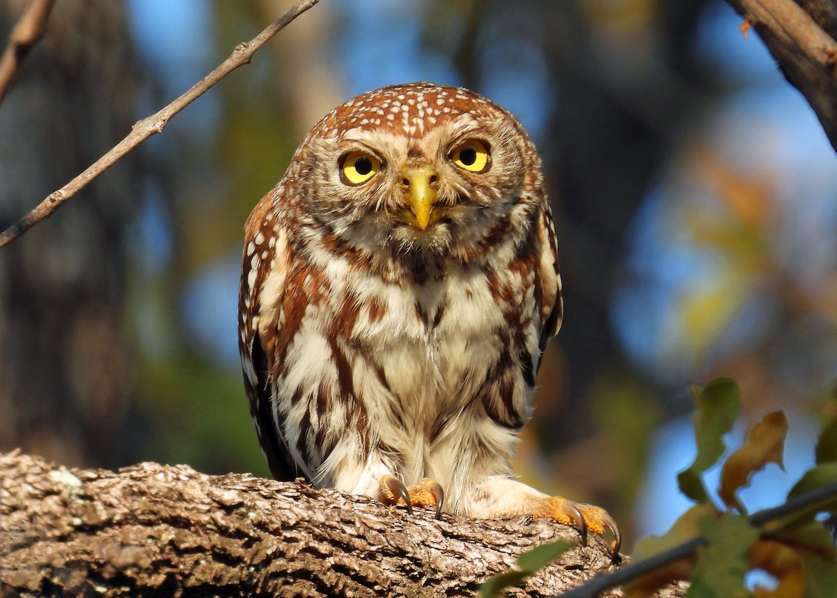 Pearl-spotted Owlet - ML622725583