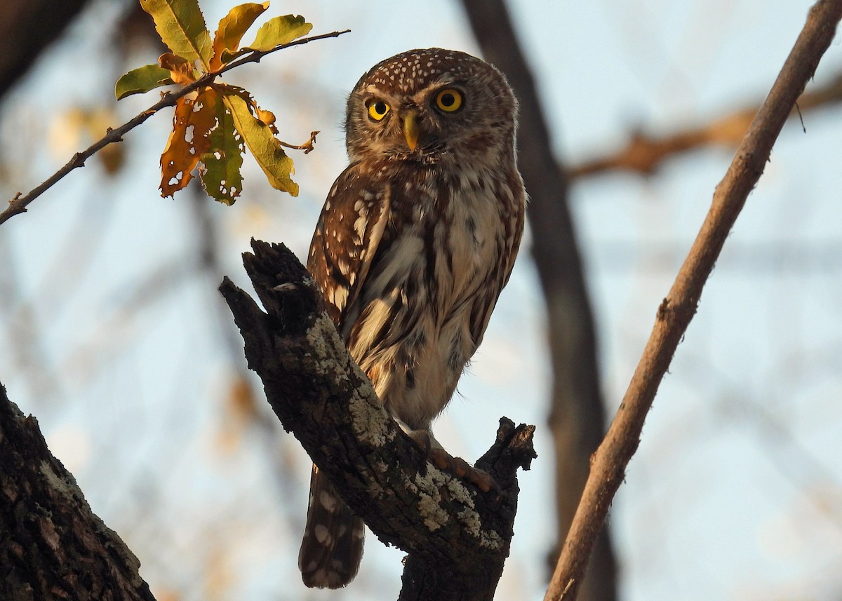 Pearl-spotted Owlet - ML622725584