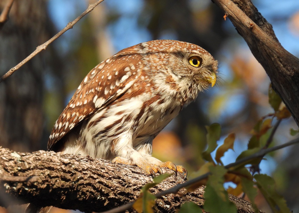 Pearl-spotted Owlet - ML622725585