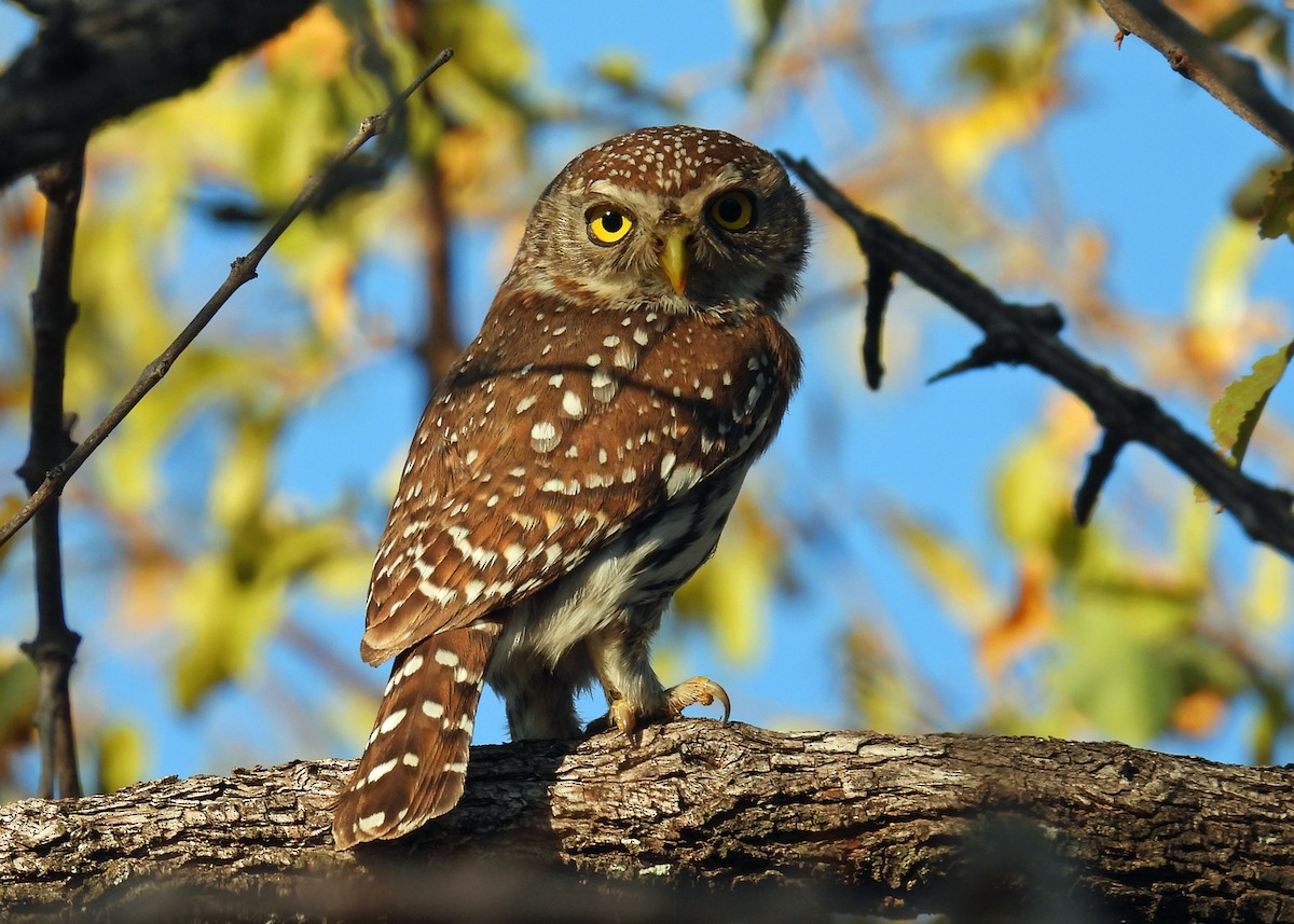 Pearl-spotted Owlet - ML622725587