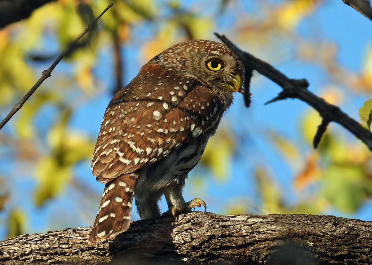 Pearl-spotted Owlet - ML622725588