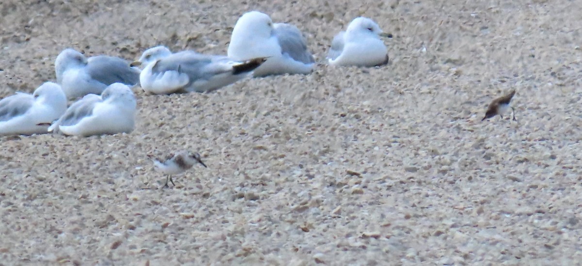 Sanderling - Davida Kalina