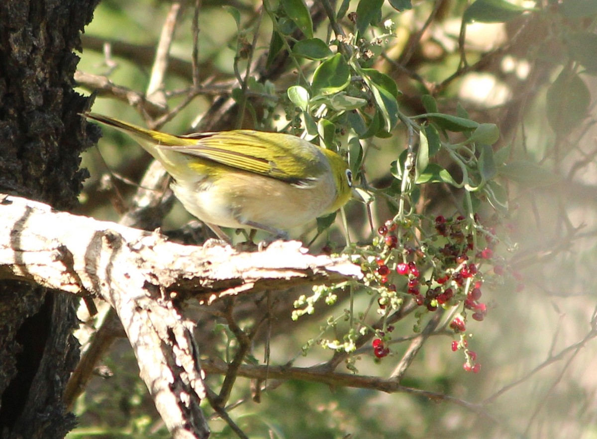 Silvereye - ML622725604