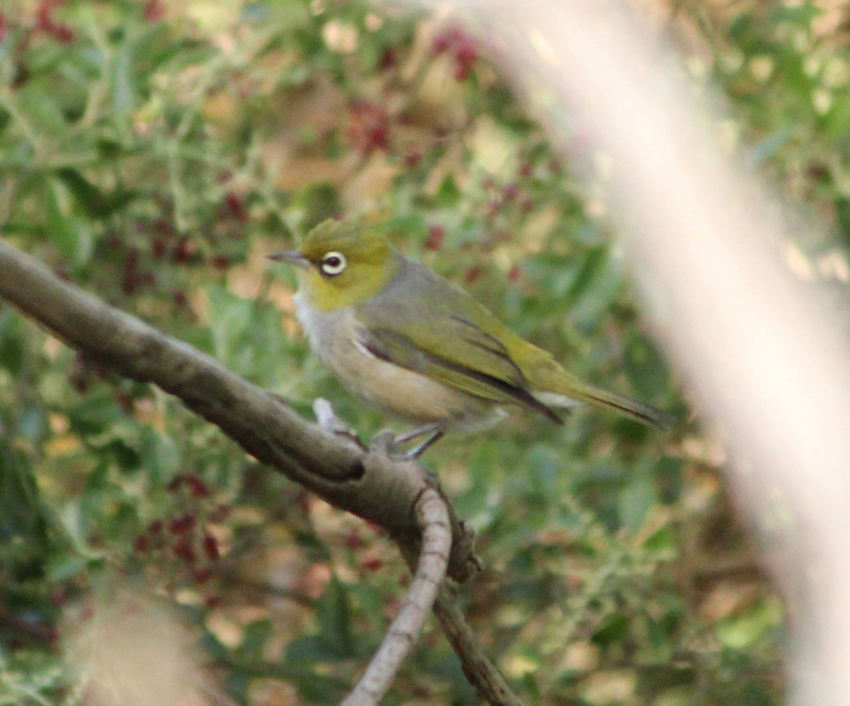 Silvereye - ML622725605