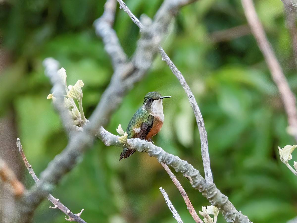 Magenta-throated Woodstar - ML622725609