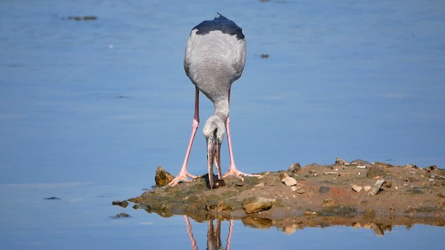 Asian Openbill - ML622725642