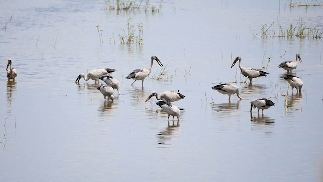 Asian Openbill - ML622725657