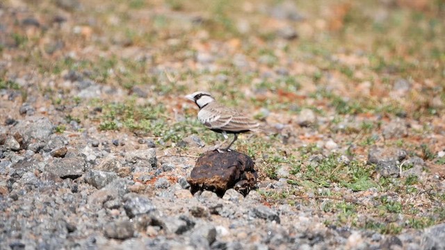 Ashy-crowned Sparrow-Lark - ML622725661